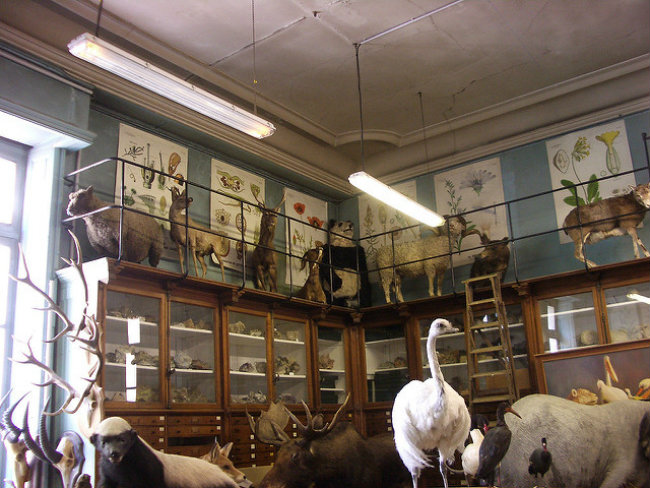 Deyrolles Stuffed Animals & Cabinets by Bixentro/Flickr